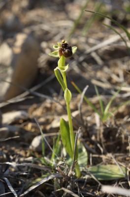 Ophrys bombyx Ophrys bombyliflora Link, 1800