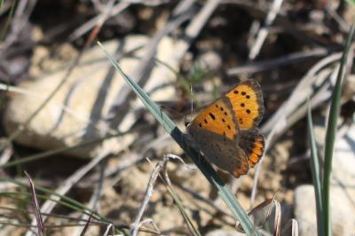 Cuivré commun (Le), Argus bronzé (L'), Bronzé (Le) Lycaena phlaeas (Linnaeus, 1760)