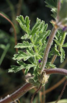 Érodium Bec-de-cigogne Erodium ciconium (L.) L'Hér., 1789
