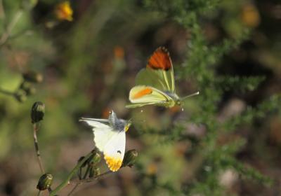 Aurore de Provence (L') Anthocharis euphenoides Staudinger, 1869