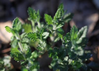 Germandrée petit-chêne, Chênette Teucrium chamaedrys L., 1753
