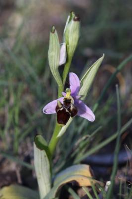 Ophrys bécasse Ophrys scolopax Cav., 1793