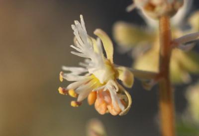 Réséda raiponce Reseda phyteuma L., 1753
