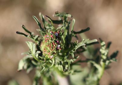Centranthe chausse-trappe, Centranthe Chausse-trap Centranthus calcitrapae (L.) Dufr., 1811
