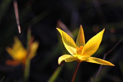 Tulipe des Alpes, Tulipe du Midi Tulipa sylvestris subsp. australis (Link) Pamp., 1914