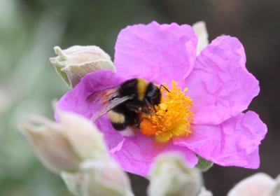 Bourdon terrestre (Le) Bombus terrestris (Linnaeus, 1758)