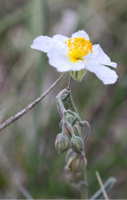 Hélianthème des Apennins, Hélianthème blanc, Herbe Helianthemum apenninum (L.) Mill., 1768