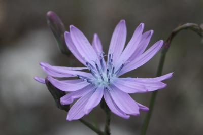 Laitue vivace, Lâche Lactuca perennis L., 1753