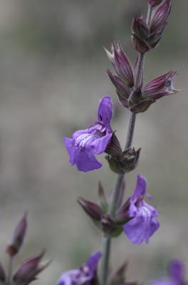 Sauge officinale Salvia officinalis L., 1753