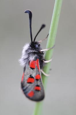Zygène de l'Esparcette (La), Zygène de la Dorycnie Zygaena rhadamanthus (Esper, 1789)