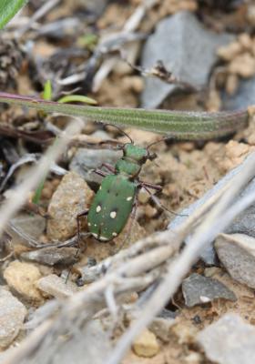 Cicindèle champêtre Cicindela campestris Linnaeus, 1758