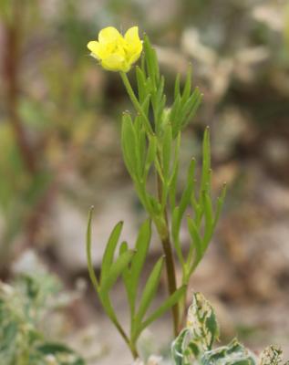 Renoncule des champs, Chausse-trappe des blés Ranunculus arvensis L., 1753