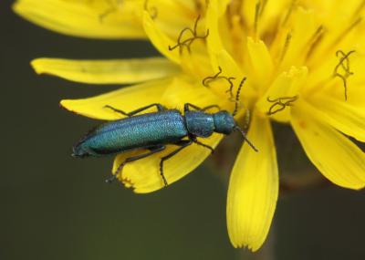 Psilothrix vert Psilothrix viridicoerulea (Geoffroy, 1785)