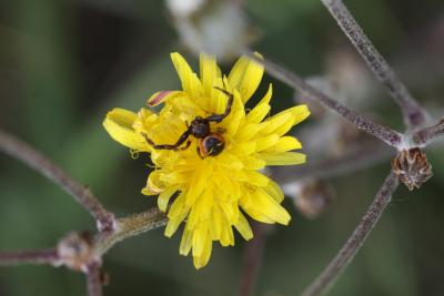 Thomise Napoléon Synema globosum (Fabricius, 1775)