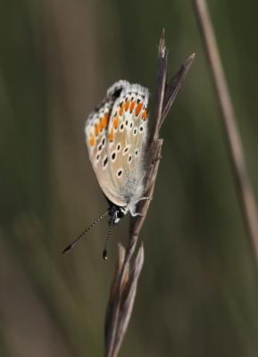 Collier-de-corail (Le), Argus brun (L') Aricia agestis (Denis & Schiffermüller, 1775)