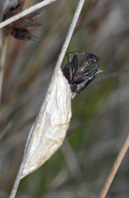  Zygaena Fabricius, 1775