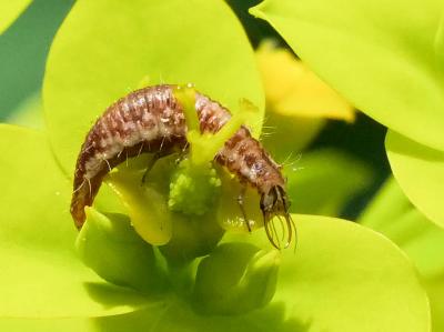  Chrysoperla carnea (Stephens, 1836)