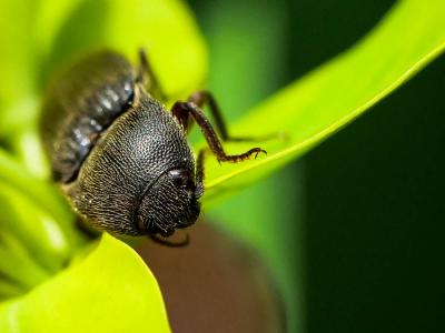 Taupins Elateridae Leach, 1815
