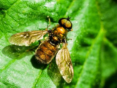  Chloromyia Ducan, 1837