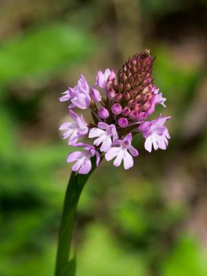 Orchis pyramidal, Anacamptis en pyramide Anacamptis pyramidalis (L.) Rich., 1817