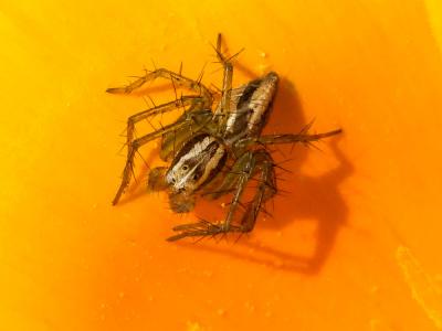  Oxyopes lineatus Latreille, 1806
