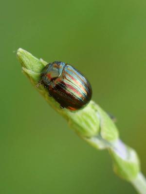 Chrysomèle du Romarin Chrysolina americana (Linnaeus, 1758)