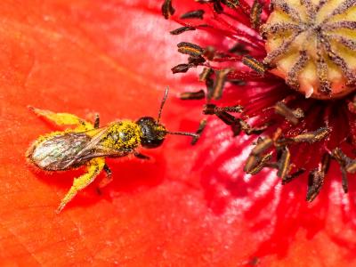  Halictus Latreille, 1804
