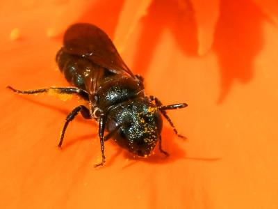 Cératine bleutée Ceratina cyanea (Kirby, 1802)