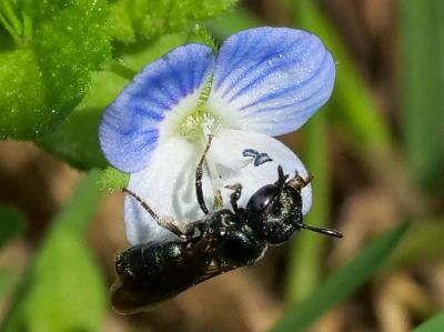  Ceratina Latreille, 1802