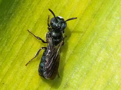  Ceratina Latreille, 1802