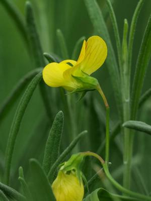 Gesse annuelle Lathyrus annuus L., 1753