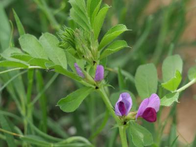 Vesce cultivée, Poisette Vicia sativa L., 1753