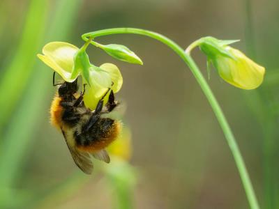 Bourdon des champs Bombus pascuorum (Scopoli, 1763)