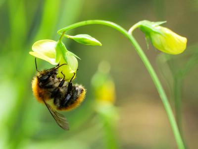 Bourdon des champs Bombus pascuorum (Scopoli, 1763)