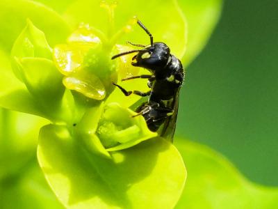  Hylaeus Fabricius, 1793