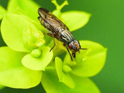  Dorycera graminum (Fabricius, 1794)