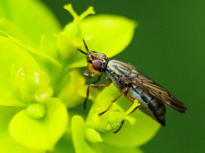  Dorycera graminum (Fabricius, 1794)