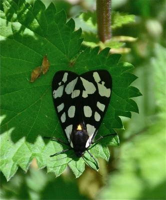Ecaille fermière (L'), Ecaille villageoise (L') Arctia villica (Linnaeus, 1758)