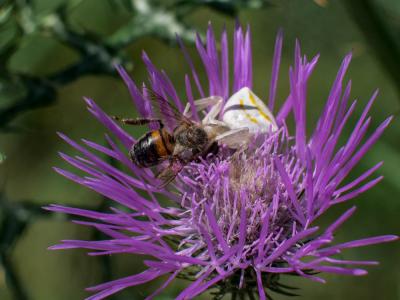 Thomise replet Thomisus onustus Walckenaer, 1805