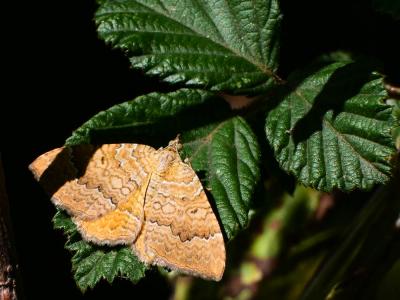 Brocatelle d'or (La) Camptogramma bilineata (Linnaeus, 1758)