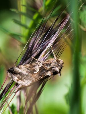 Gamma (Le) Autographa gamma (Linnaeus, 1758)