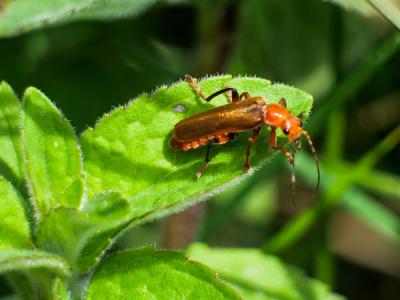  Cantharis livida Linnaeus, 1758