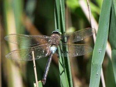 Anax napolitain (L') Anax parthenope (Selys, 1839)