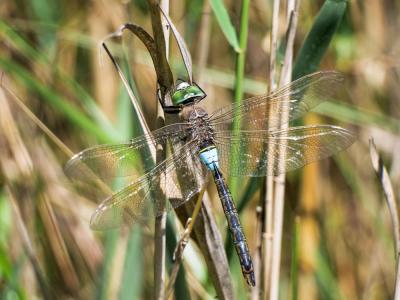 Anax napolitain (L') Anax parthenope (Selys, 1839)