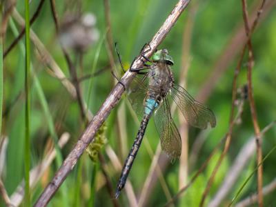 Anax napolitain (L') Anax parthenope (Selys, 1839)
