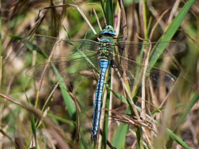 Anax empereur (L') Anax imperator Leach, 1815