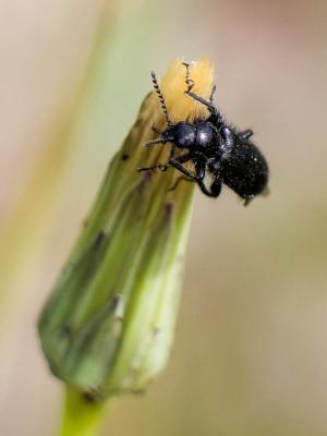 Enicopus pilosus Enicopus pilosus (Scopoli, 1763)