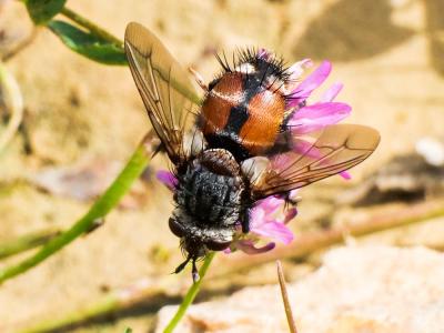  Peleteria rubescens (Robineau-Desvoidy, 1830)