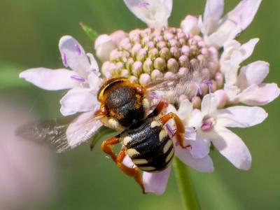  Rhodanthidium septemdentatum (Latreille, 1809)