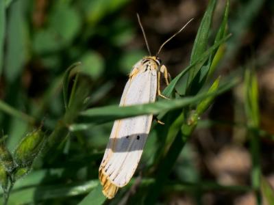 Ecaille striée (L') Spiris striata (Linnaeus, 1758)